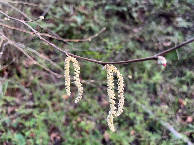 Corylus cornuta subsp. californica photo 5