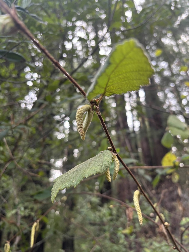Corylus cornuta subsp. californica photo 6
