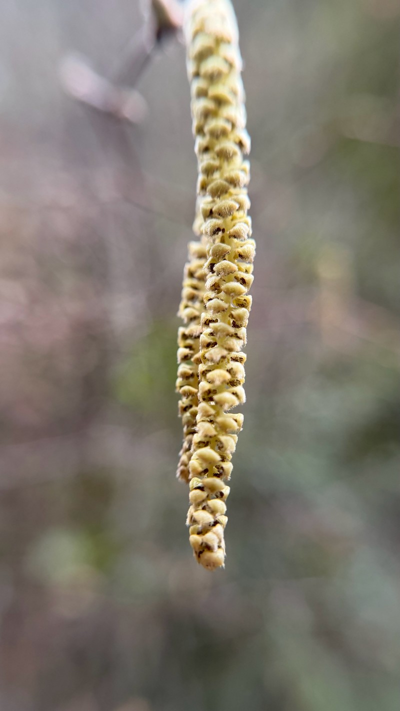 Corylus cornuta subsp. californica photo 8