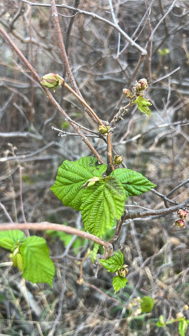 Corylus cornuta subsp. cornuta