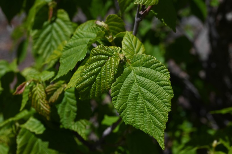Corylus cornuta subsp. cornuta photo 2