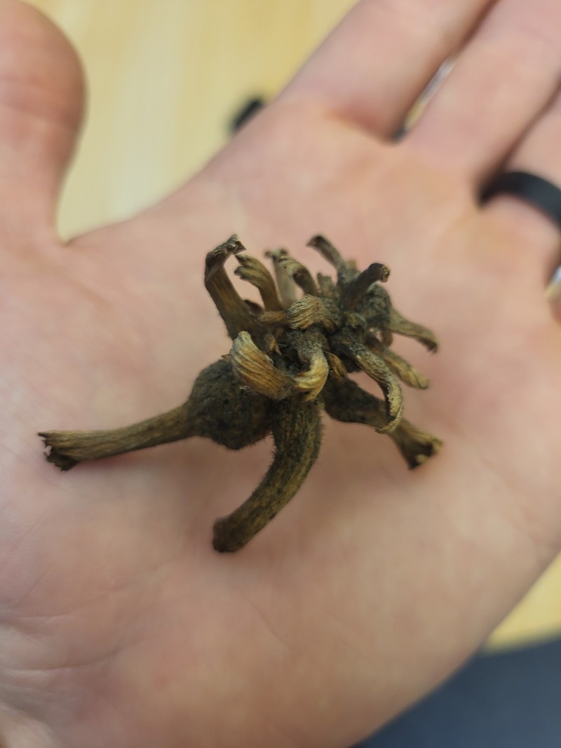 Corylus cornuta subsp. cornuta photo 3