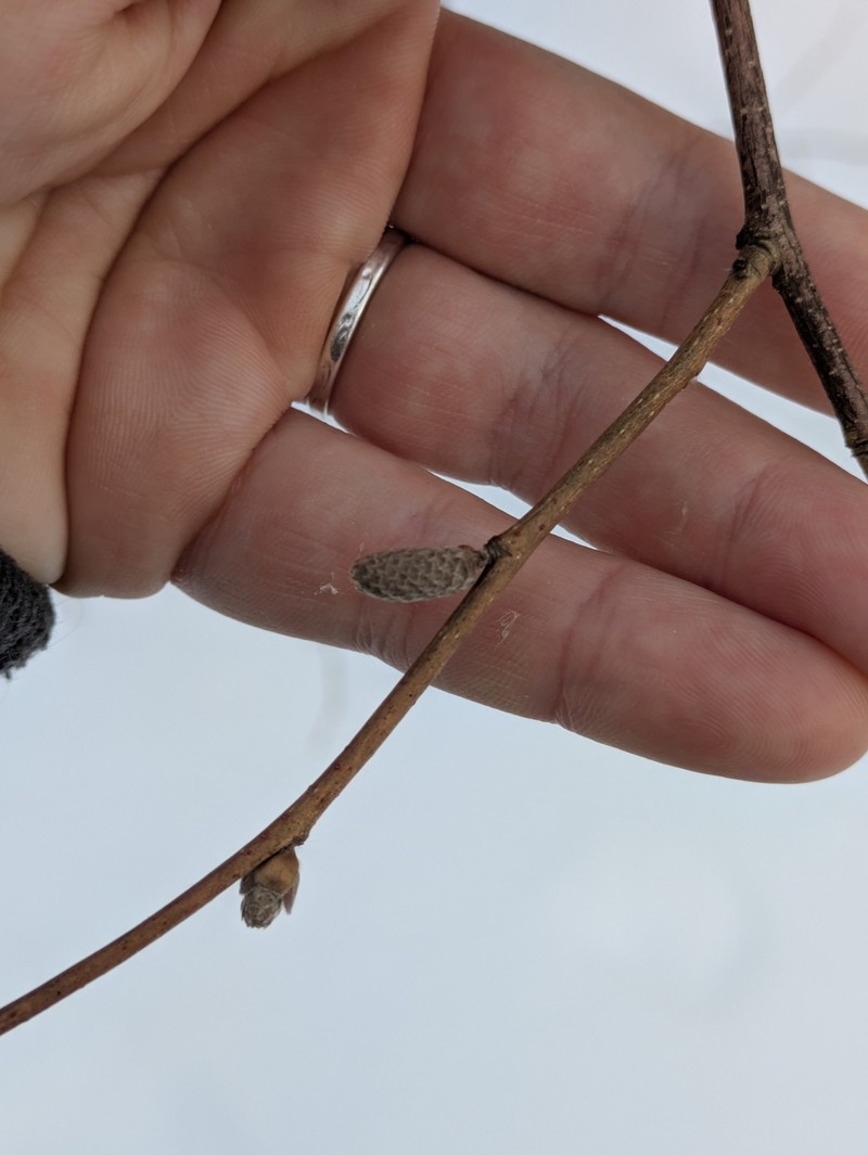 Corylus cornuta subsp. cornuta photo 4