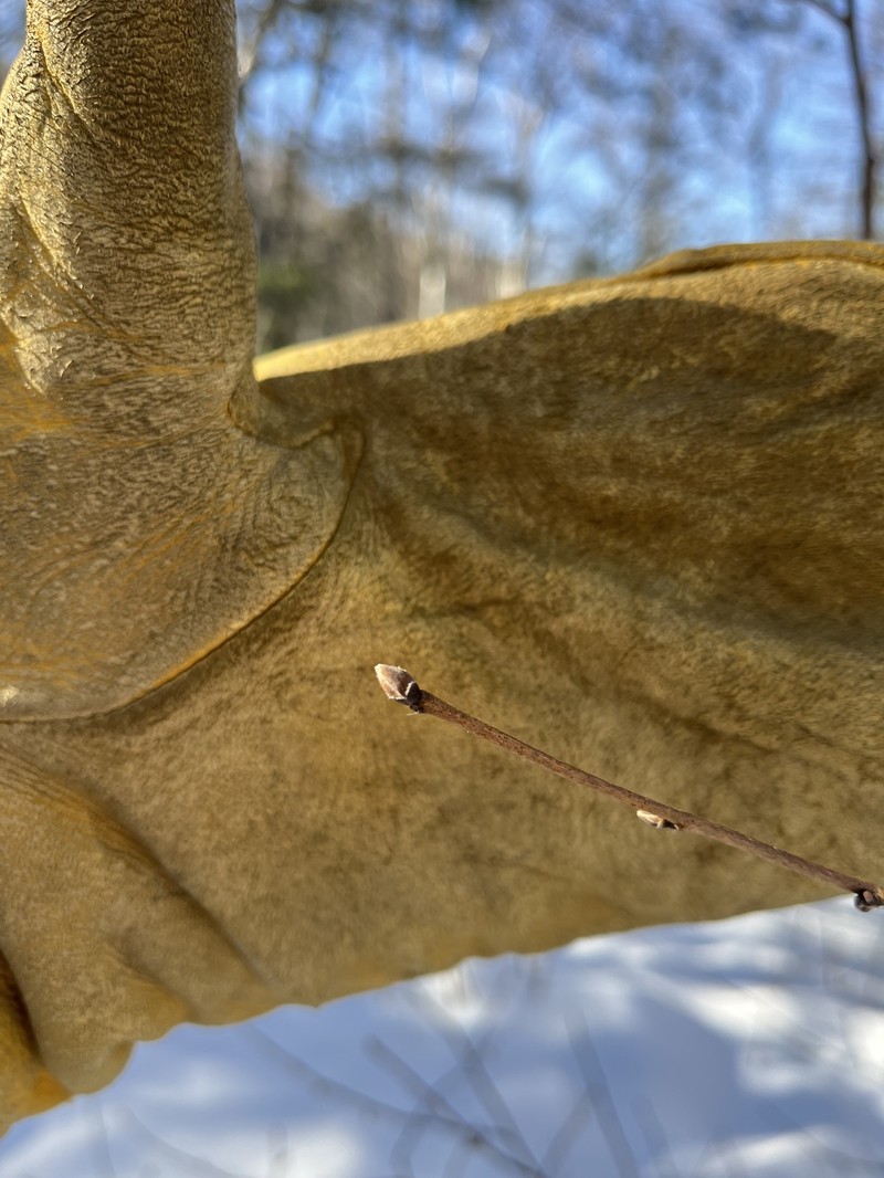 Corylus cornuta subsp. cornuta photo 6