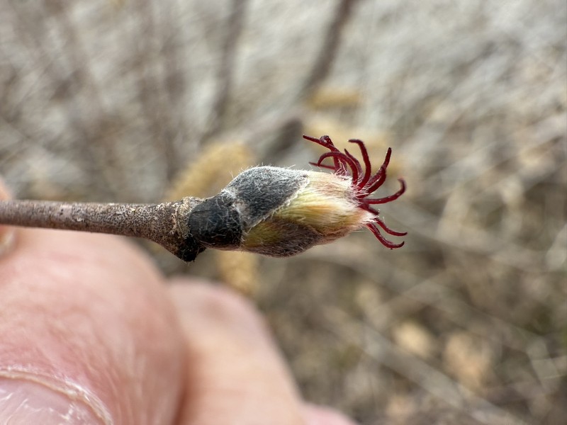 Corylus cornuta subsp. cornuta photo 7