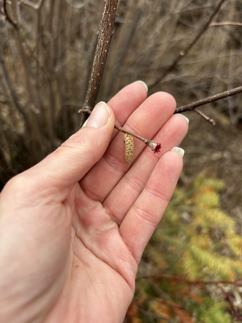 Corylus cornuta subsp. cornuta photo 8