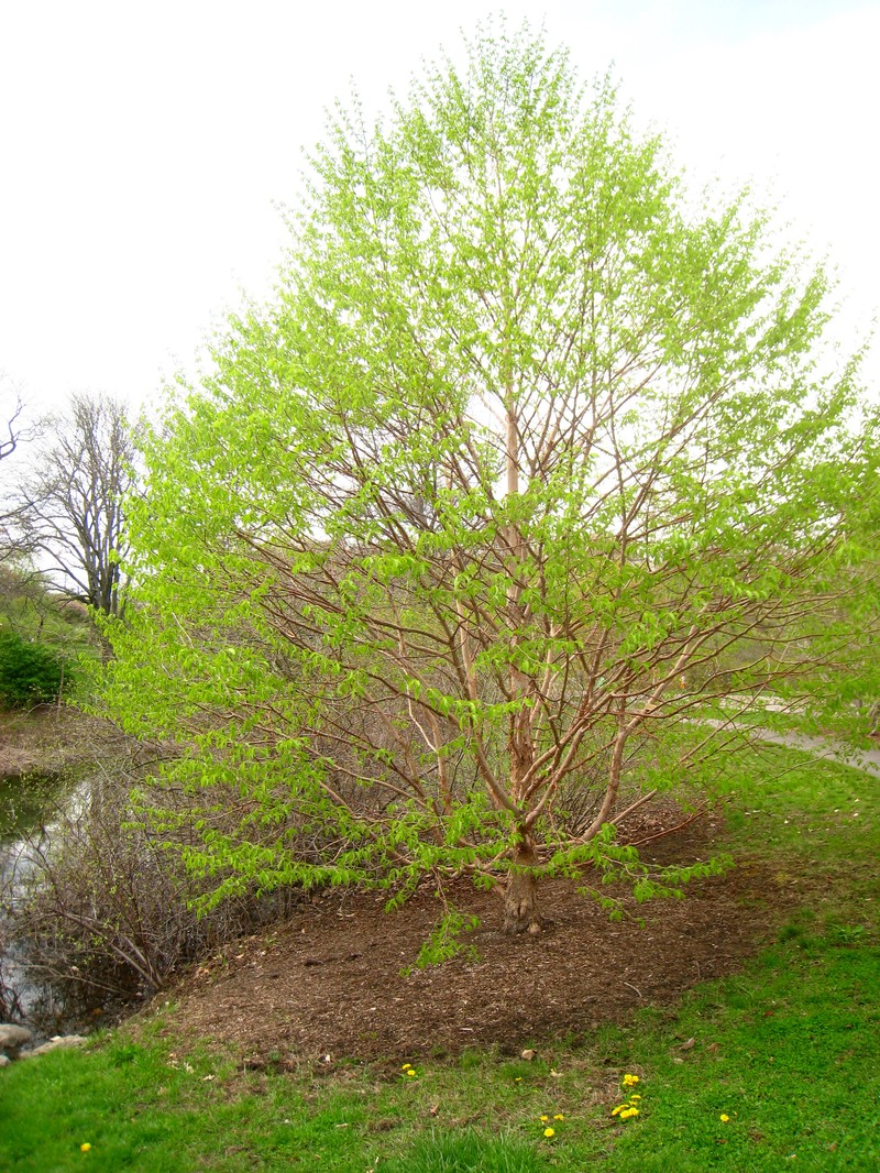 Corylus fargesii