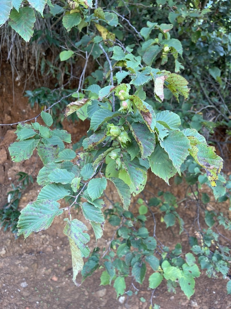 Corylus fargesii photo 2
