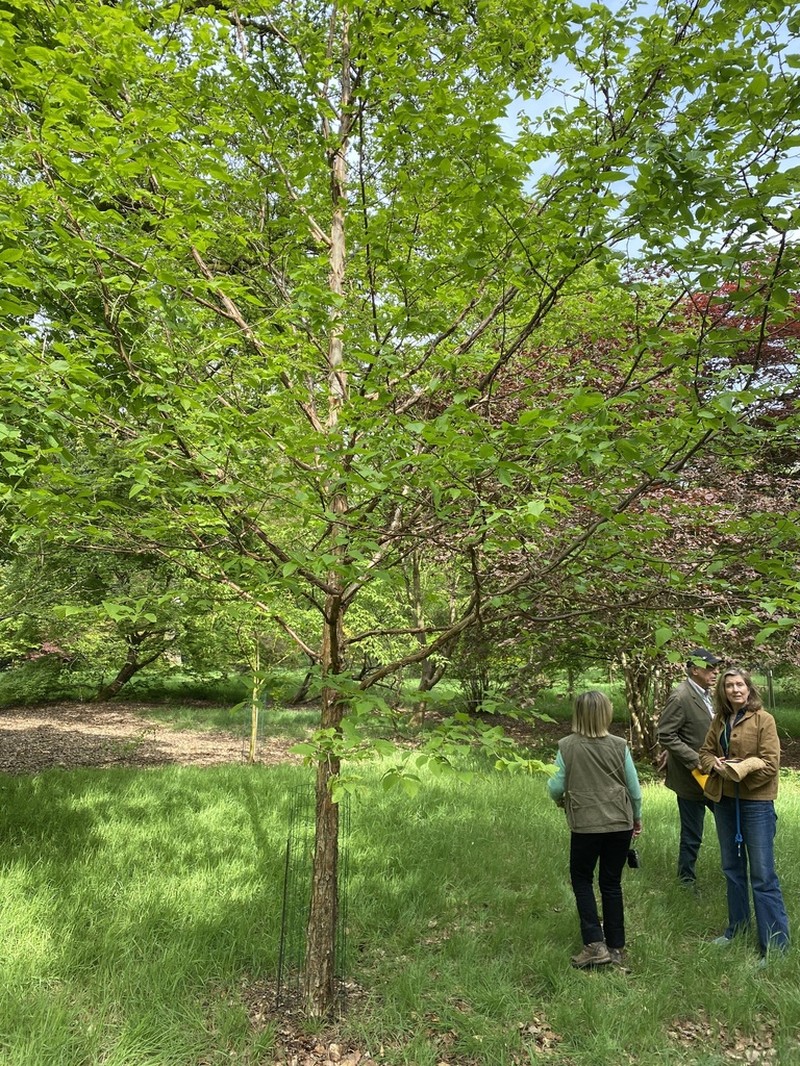 Corylus fargesii photo 3