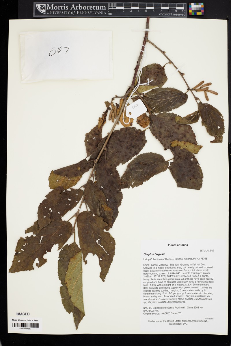 Corylus fargesii photo 4