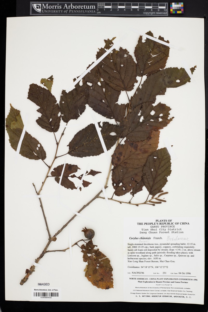 Corylus fargesii photo 5