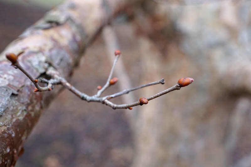 Corylus fargesii photo 6