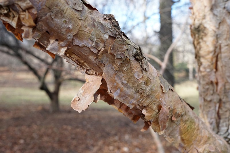 Corylus fargesii photo 7
