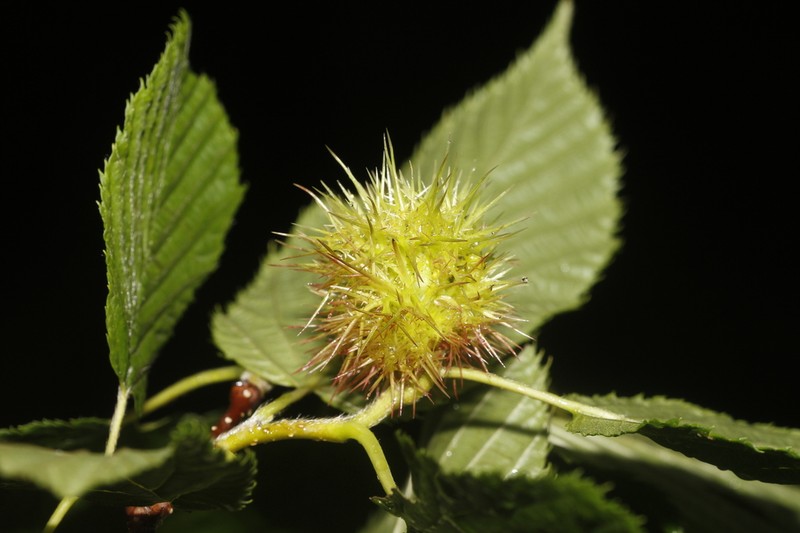 Himalayan Hazelnut photo 3
