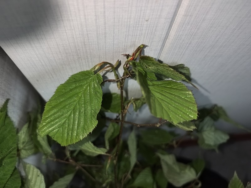 Himalayan Hazelnut photo 4