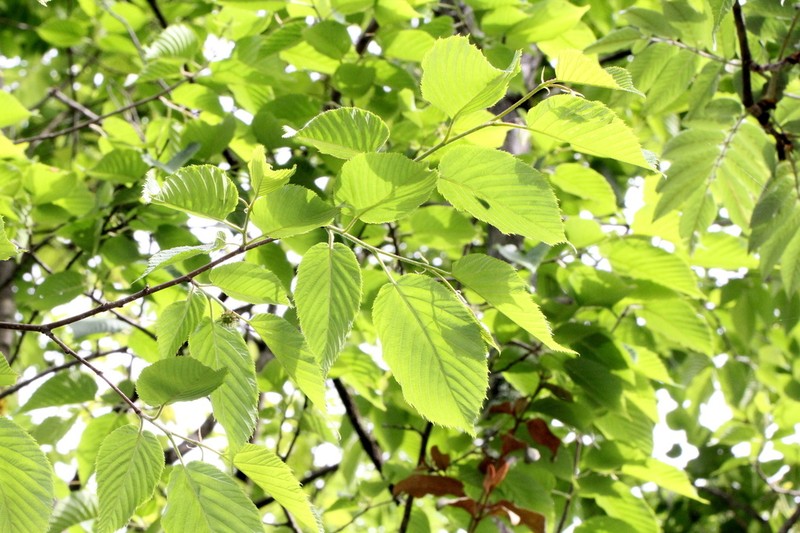 Himalayan Hazelnut photo 5