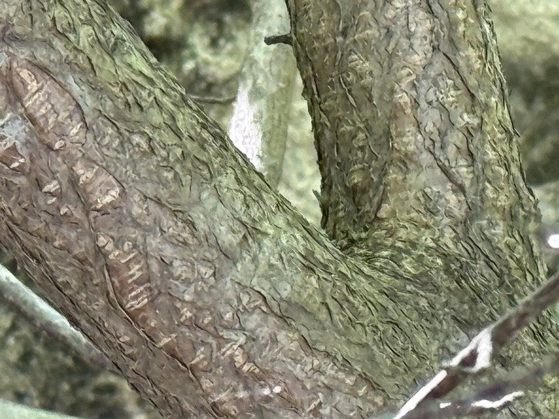 Himalayan Hazelnut photo 6