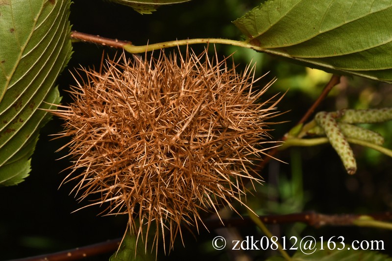 Himalayan Hazelnut photo 7