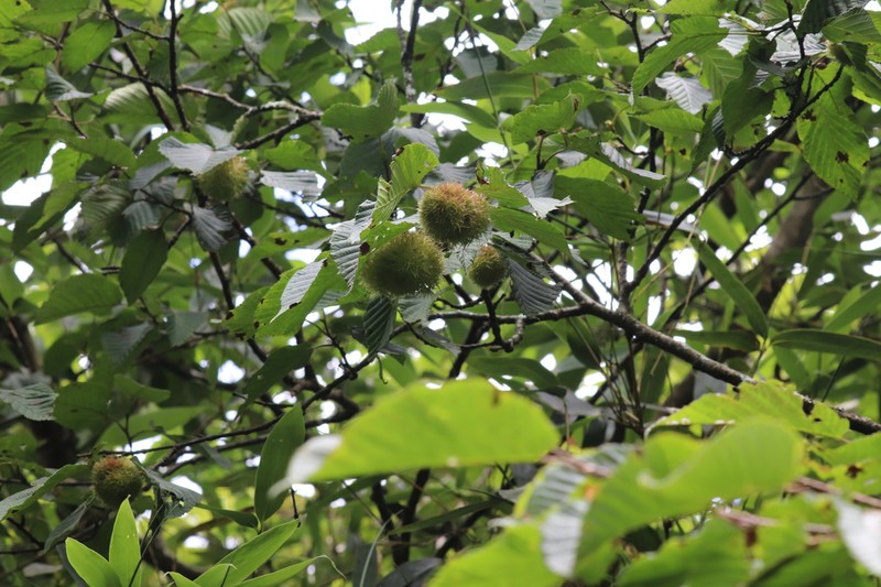 Himalayan Hazelnut photo 8