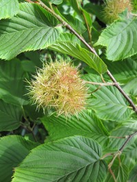 Himalayan Hazelnut