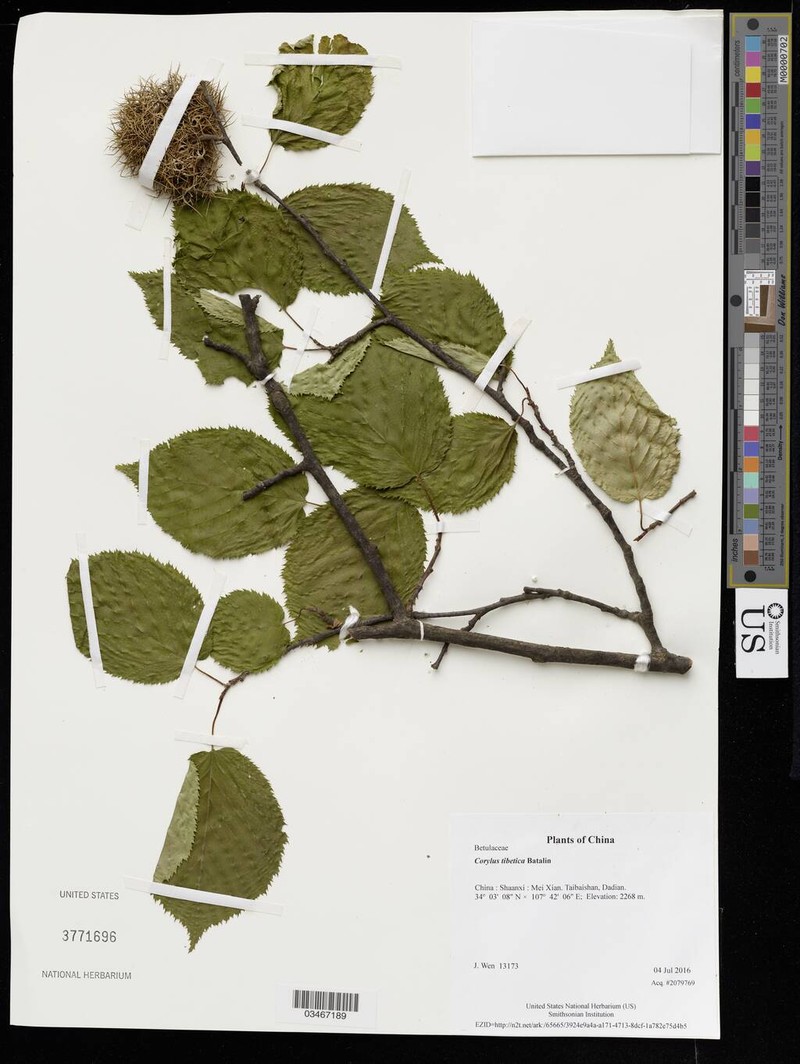 Corylus ferox var. tibetica
