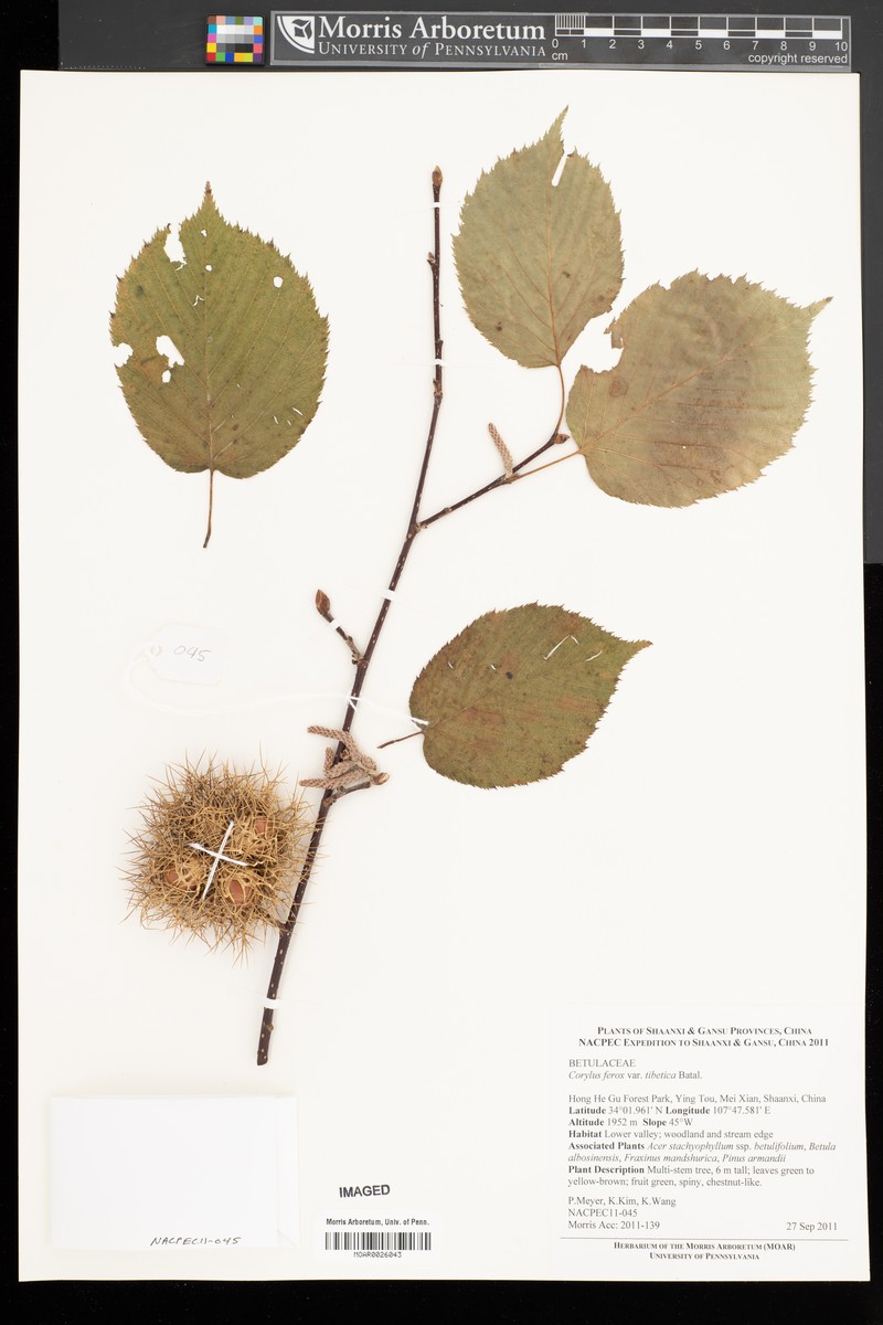 Corylus ferox var. tibetica photo 2