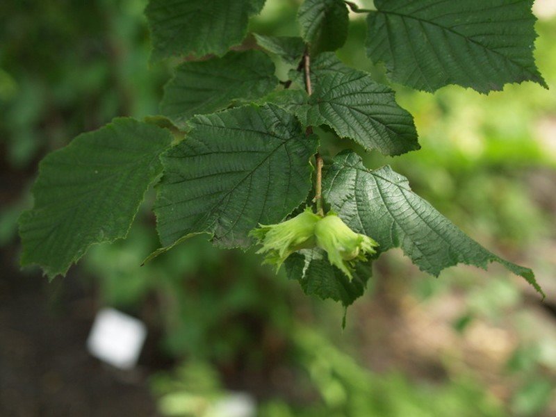 Corylus ferox var. tibetica photo 3