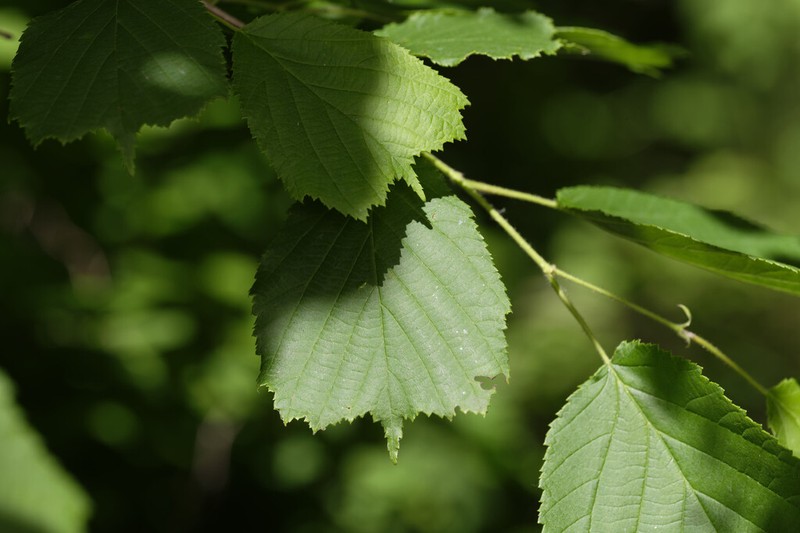 Siberian Hazelnut photo 2