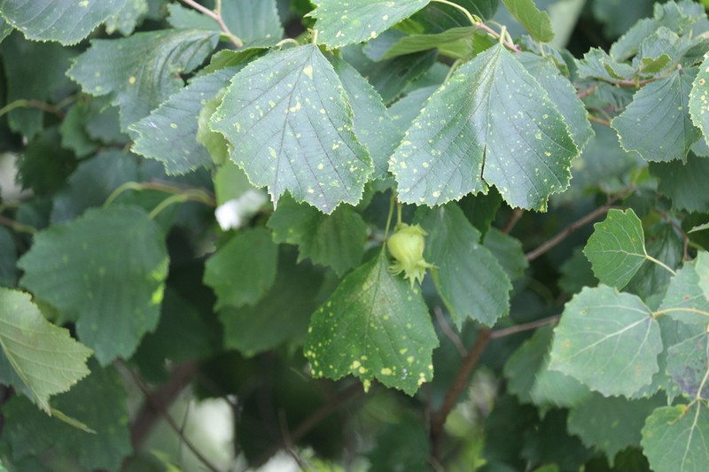 Siberian Hazelnut photo 3