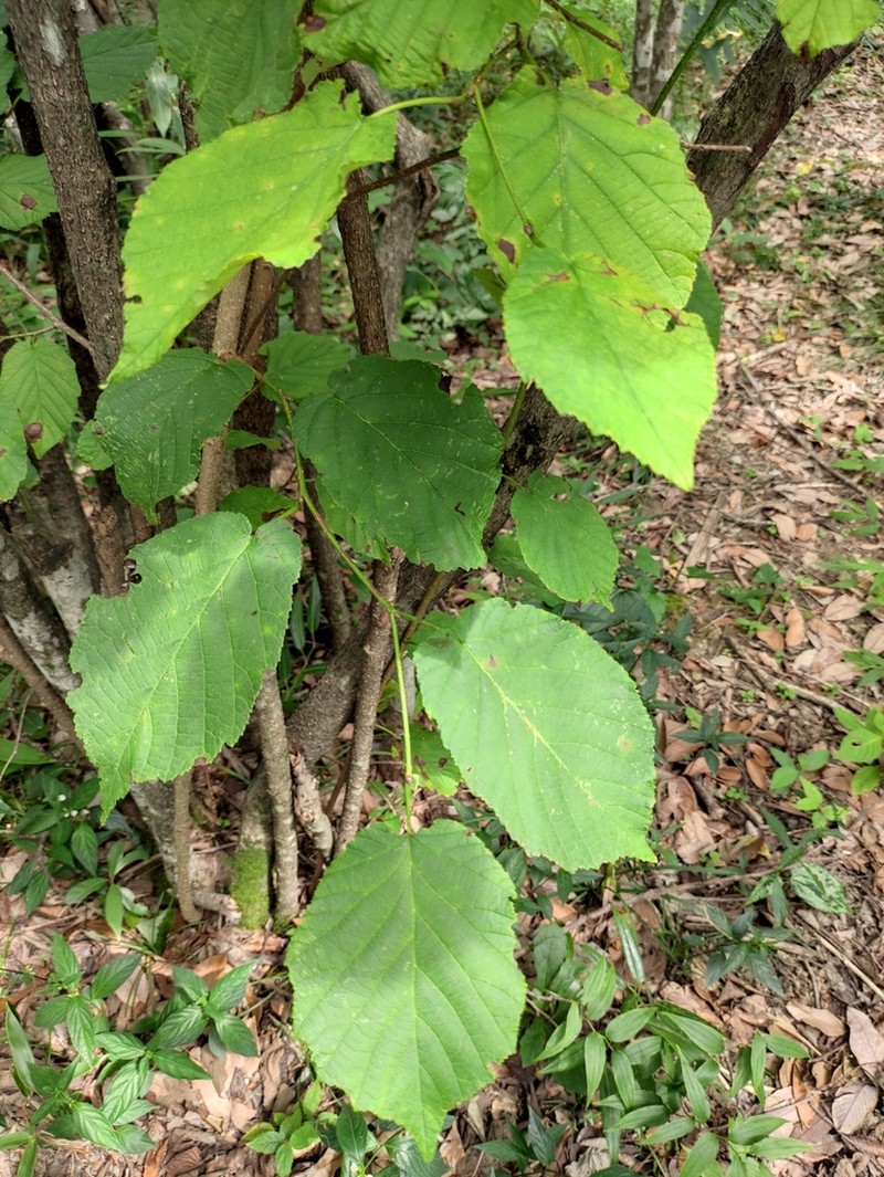 Siberian Hazelnut photo 4