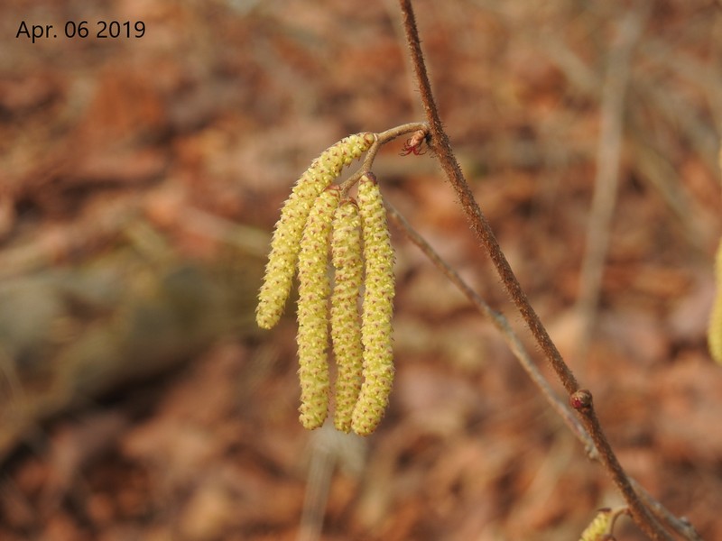 Siberian Hazelnut photo 5