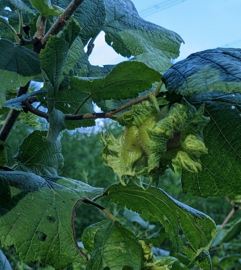 Siberian Hazelnut photo 6