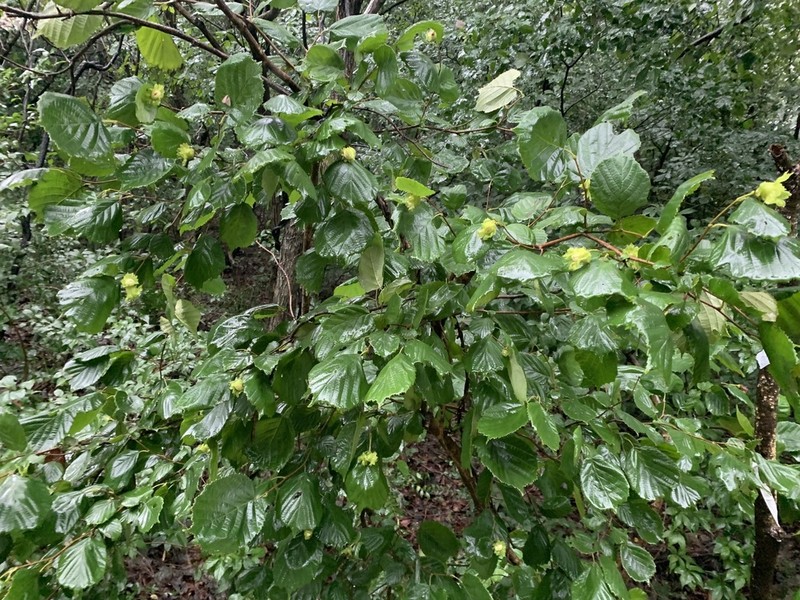 Siberian Hazelnut photo 7