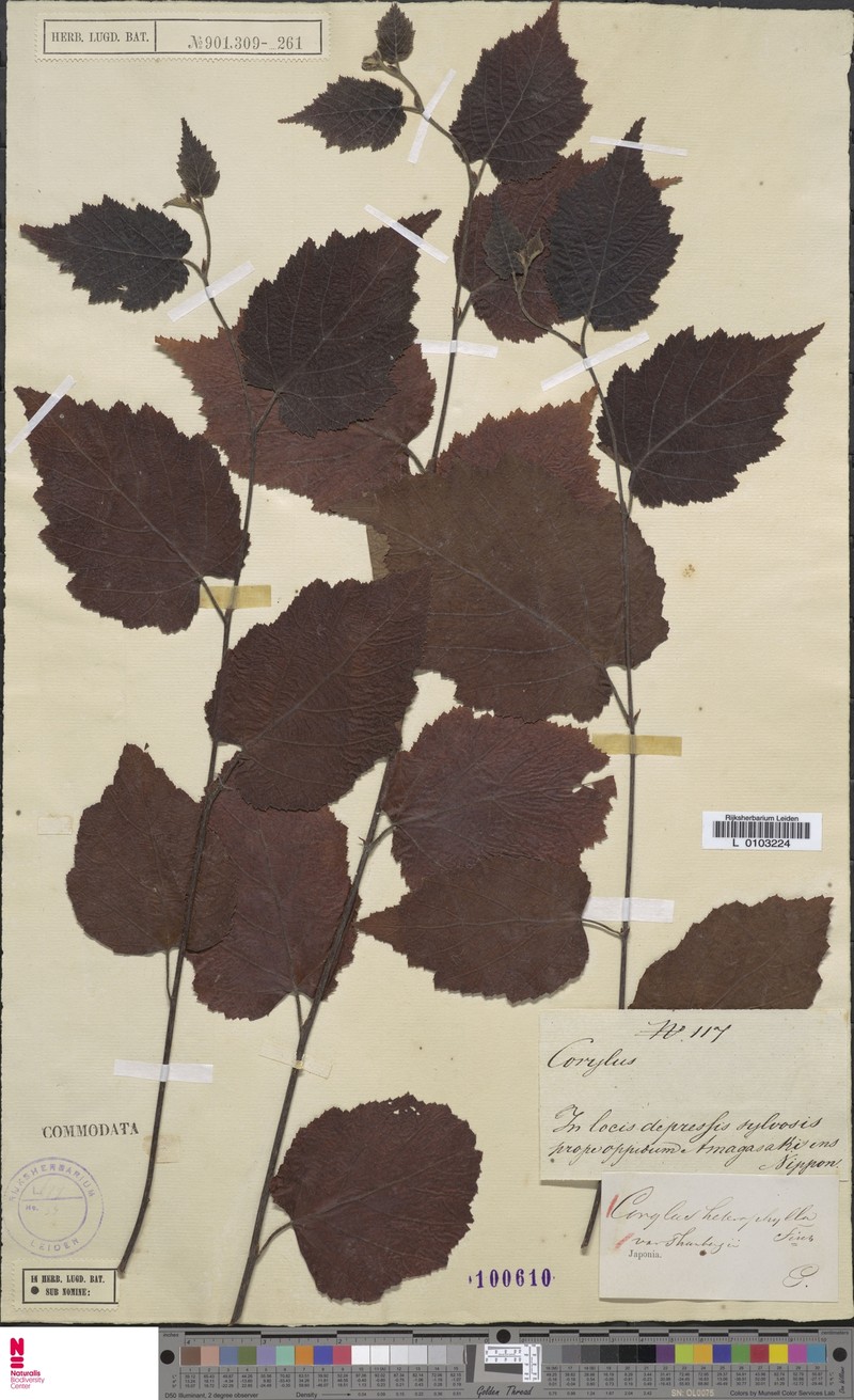 Corylus heterophylla var. heterophylla