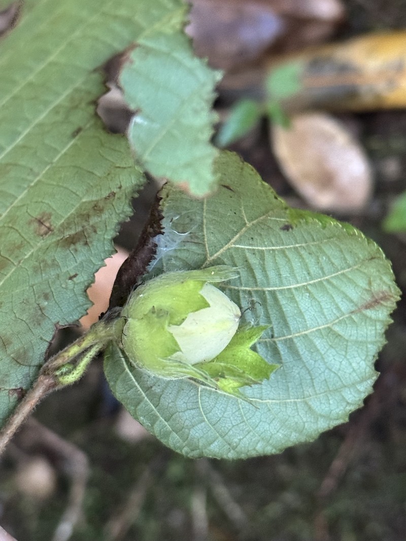 Corylus heterophylla var. sutchuenensis