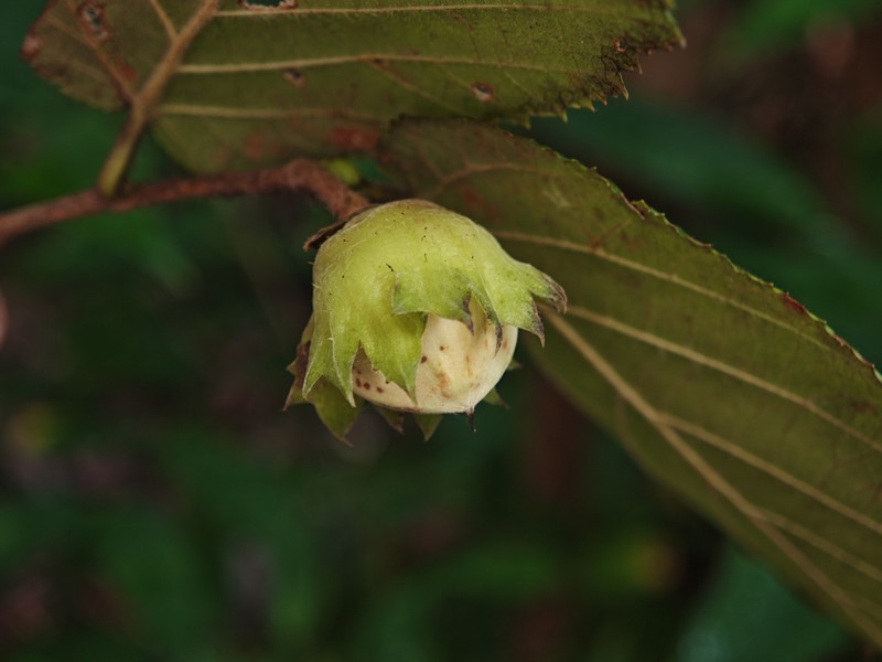 Corylus heterophylla var. sutchuenensis photo 2