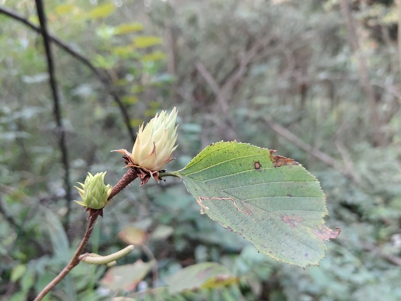 Corylus heterophylla var. sutchuenensis photo 3