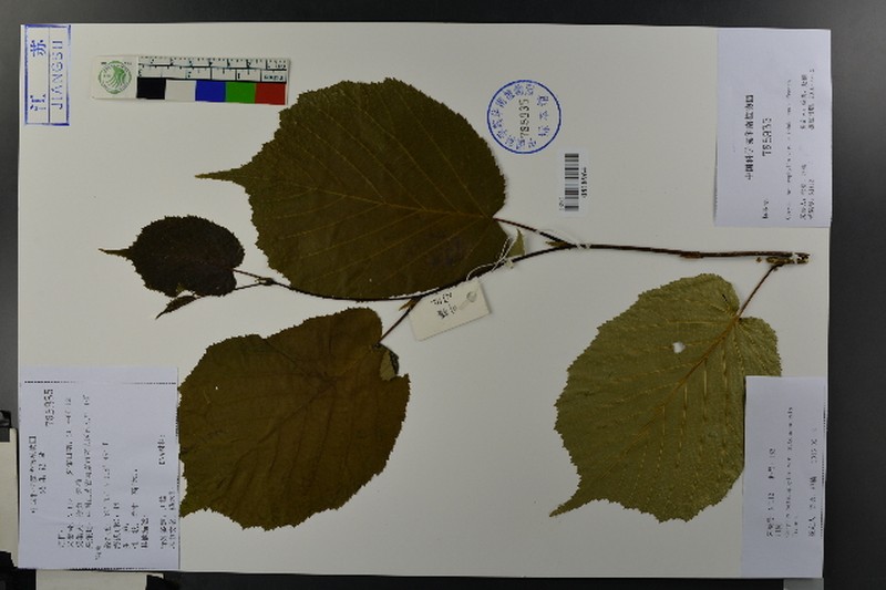 Corylus heterophylla var. sutchuenensis photo 4