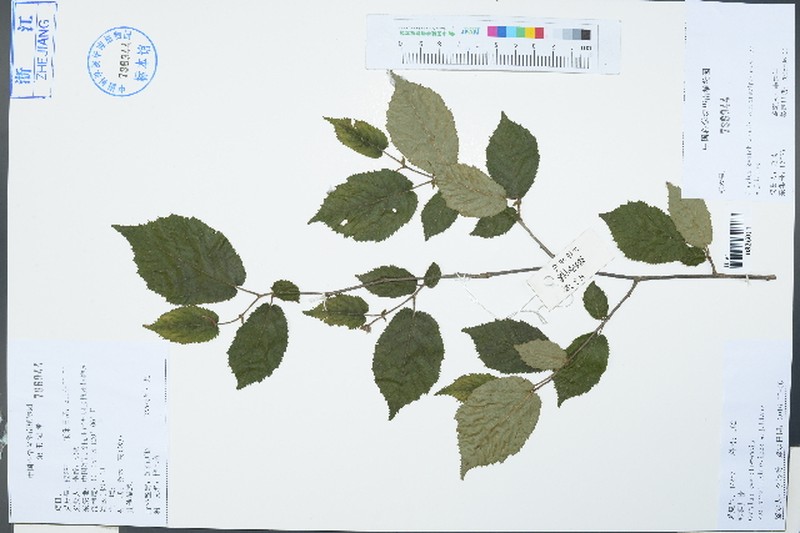 Corylus heterophylla var. sutchuenensis photo 5