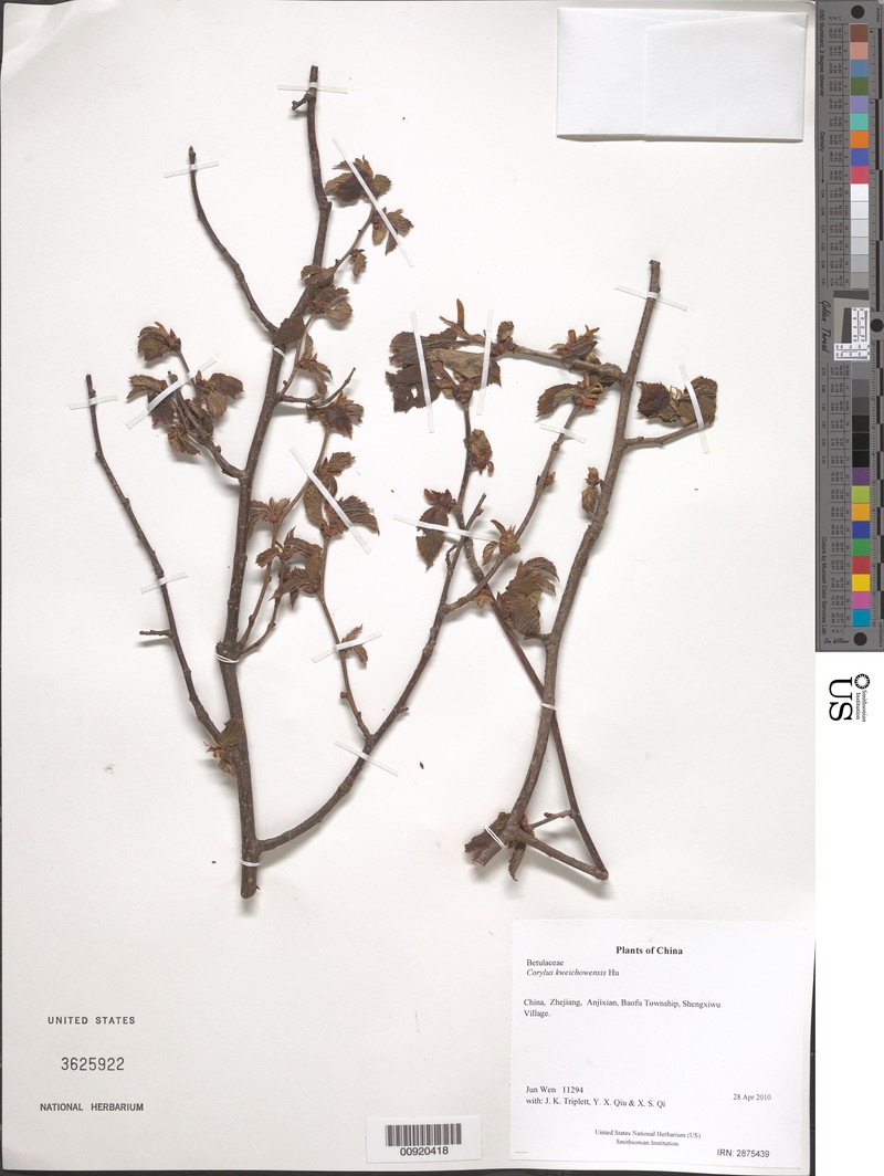 Corylus heterophylla var. sutchuenensis photo 6