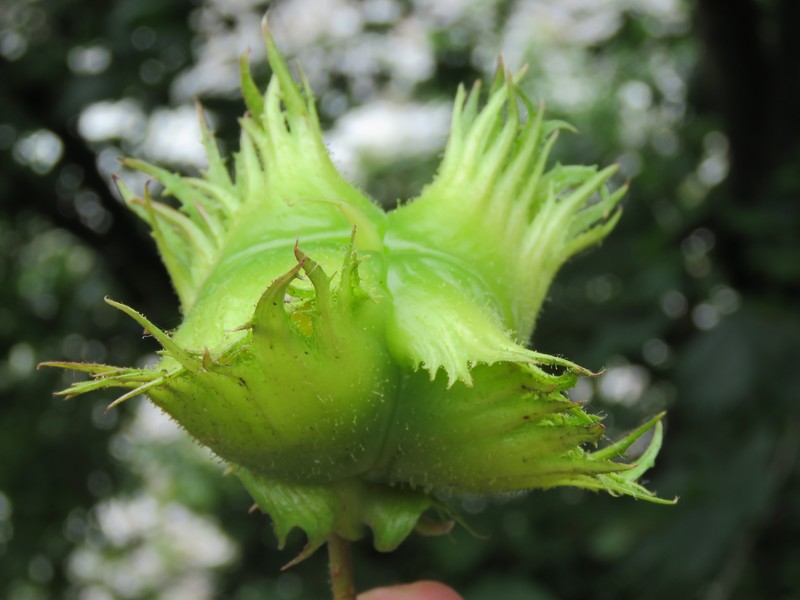 Corylus jacquemontii photo 2