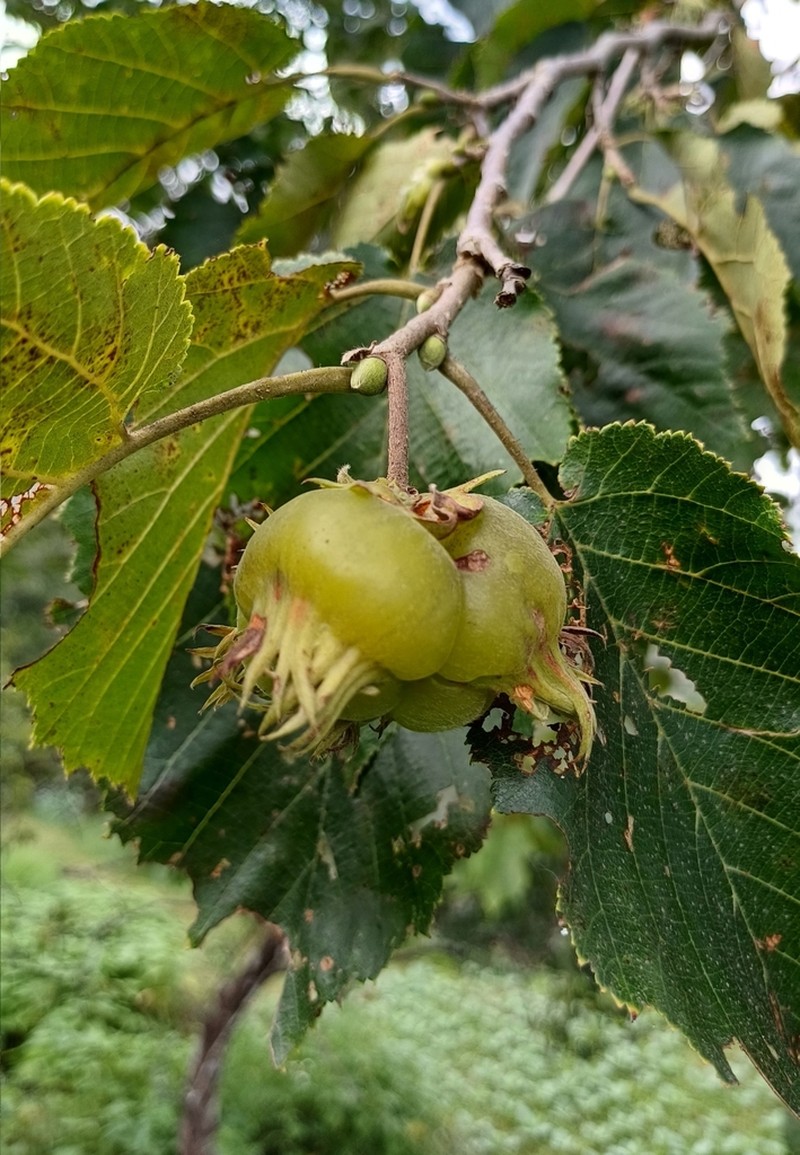 Corylus jacquemontii photo 3