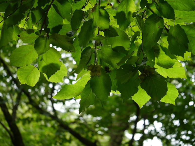 Corylus jacquemontii photo 4