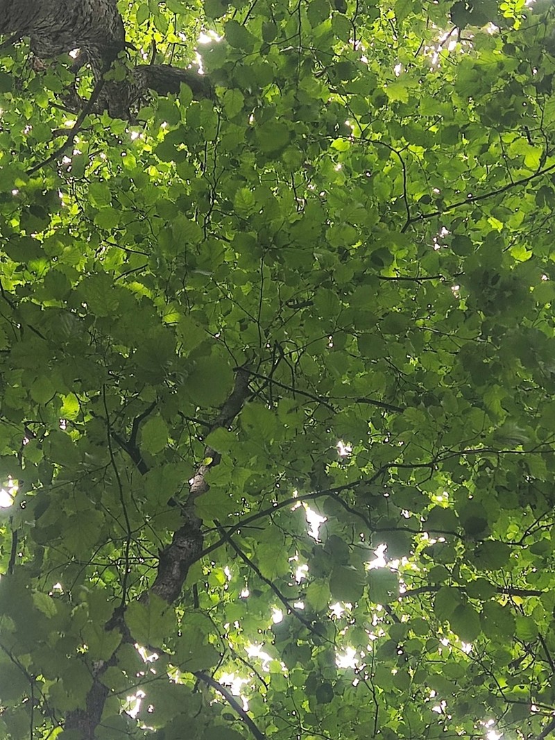 Corylus jacquemontii photo 5
