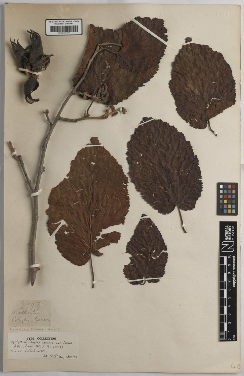Corylus jacquemontii photo 6