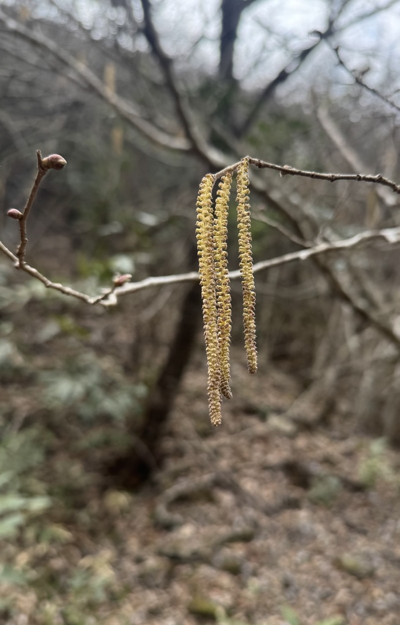 Corylus potaninii