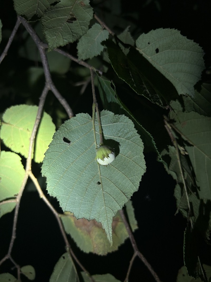 Corylus potaninii photo 2
