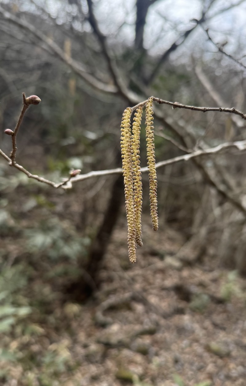 Corylus potaninii photo 3