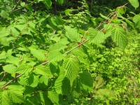 Corylus sieboldiana
