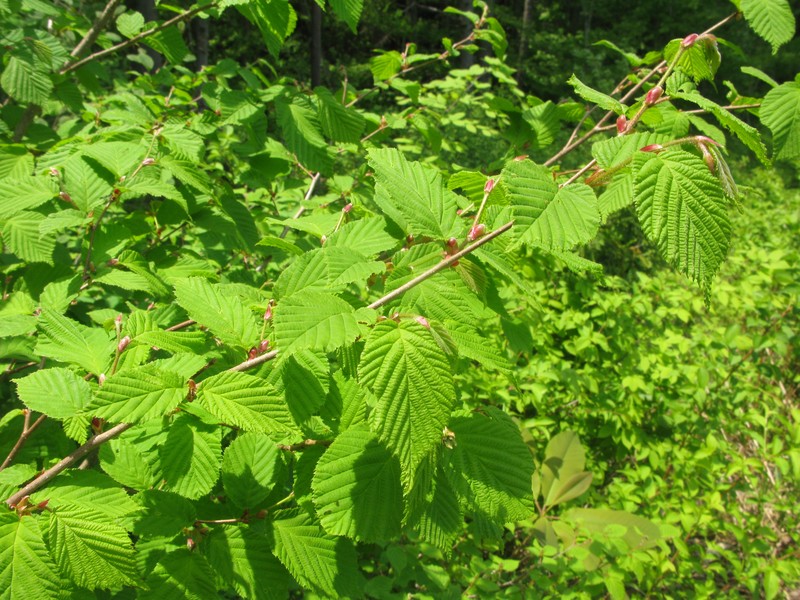 Corylus sieboldiana